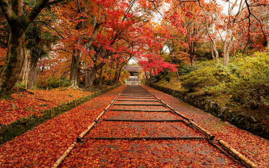Japan Lifestyle｜日本入秋後，最舒服的事不是泡溫泉，而是這個…