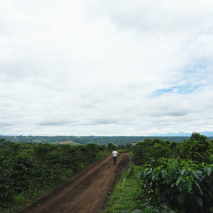 REC COFFEE Colombia 哥倫比亞 Granja Paraíso 92 紅波旁 植菌發酵 精品咖啡原豆 中度烘焙 100g×2包