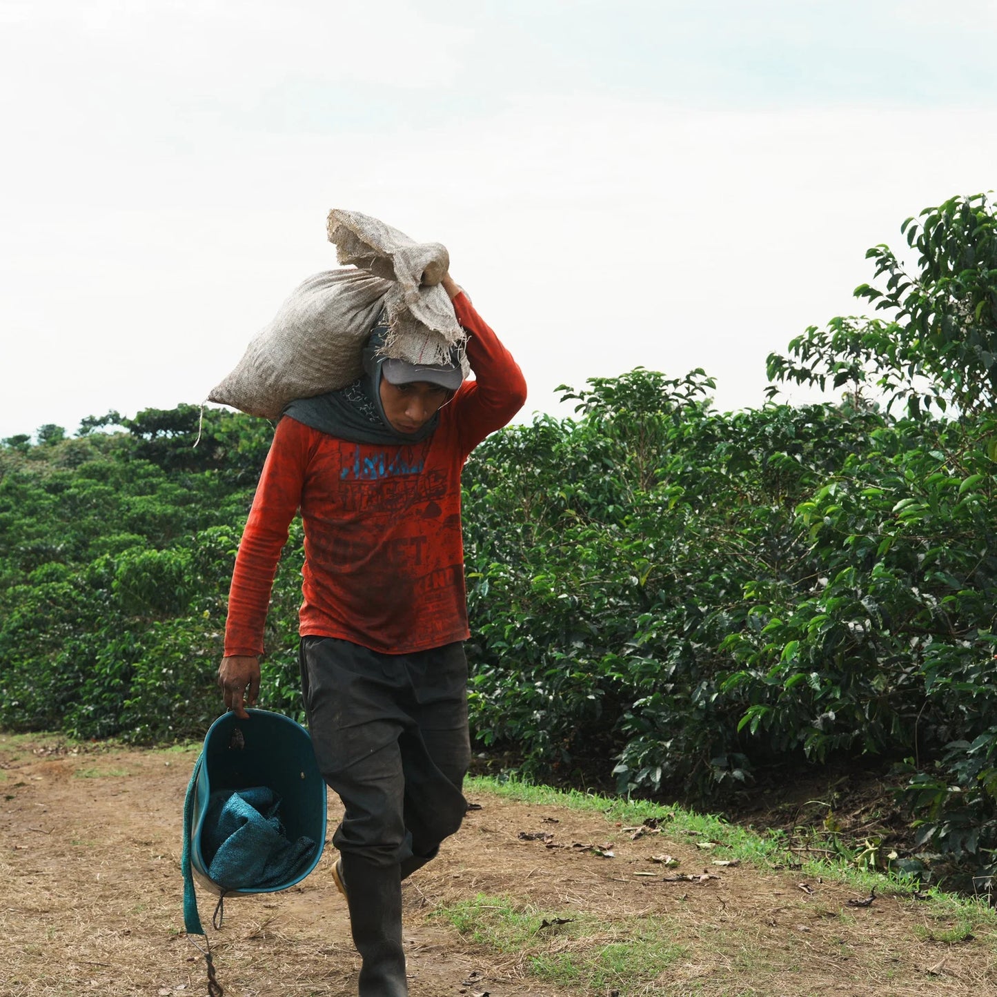 REC COFFEE Colombia 哥倫比亞 Granja Paraíso 92 紅波旁 植菌發酵 精品咖啡原豆 中度烘焙 100g×2包