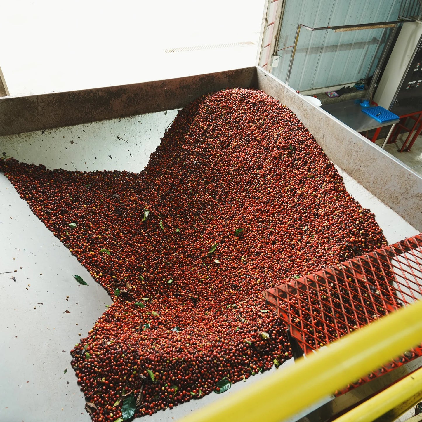 REC COFFEE Colombia 哥倫比亞 Granja Paraíso 92 紅波旁 植菌發酵 精品咖啡原豆 中度烘焙 100g×2包