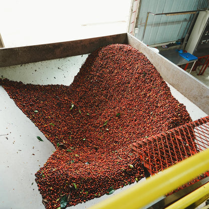 REC COFFEE Colombia 哥倫比亞 Granja Paraíso 92 紅波旁 植菌發酵 精品咖啡原豆 中度烘焙 100g×2包