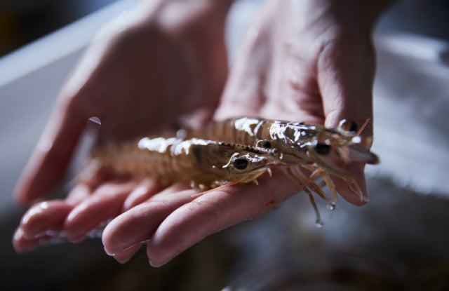 桂新堂 海老遍路 頂級鮮蝦 磯燒 炙燒 蝦餅什錦禮盒 2杯+20袋入 160年老字號