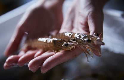 桂新堂 海老遍路 頂級鮮蝦 磯燒 炙燒 蝦餅什錦禮盒 2杯+20袋入 160年老字號