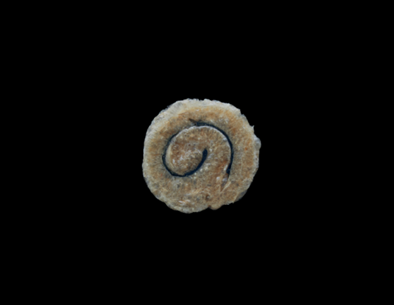 桂新堂 海老遍路 頂級鮮蝦 磯燒 炙燒 蝦餅什錦禮盒 2杯+20袋入 160年老字號