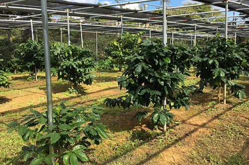 Matayoshi Coffee 又吉咖啡園 肯亞 單一產地 自家烘焙咖啡豆 100g x 4包