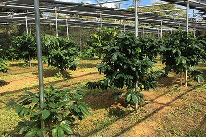 Matayoshi Coffee 又吉咖啡園 肯亞 單一產地 自家烘焙咖啡豆 100g x 4包
