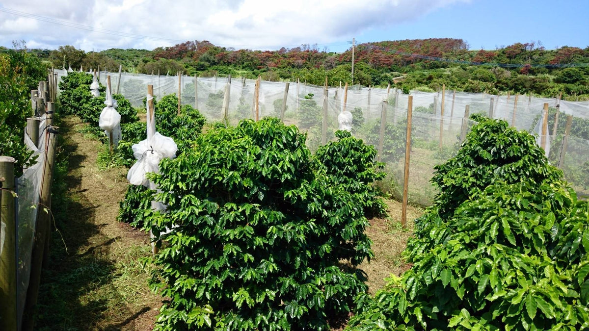 Noah Coffee 奏之極 日本產 + 精選進口自家烘焙豆 拼配咖啡豆 100g x 3盒