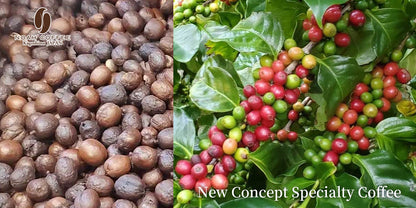 Noah Coffee 奏之極 日本產 + 精選進口自家烘焙豆 拼配咖啡豆 100g x 3盒