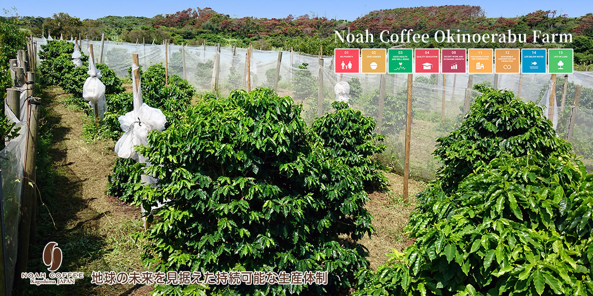 Noah Coffee 和之極 鹿兒島縣 沖永良部島 日本產 無農藥 咖啡豆100g x 3盒