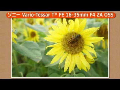 SONY Vario-Tessar T* FE 16-35mm F4 ZA OSS for E-mount SEL1635Z 全片幅 超廣角 變焦鏡頭